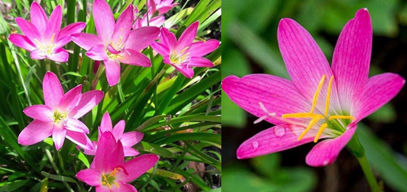 Ý nghĩa phong thủy của cây Huệ Mưa